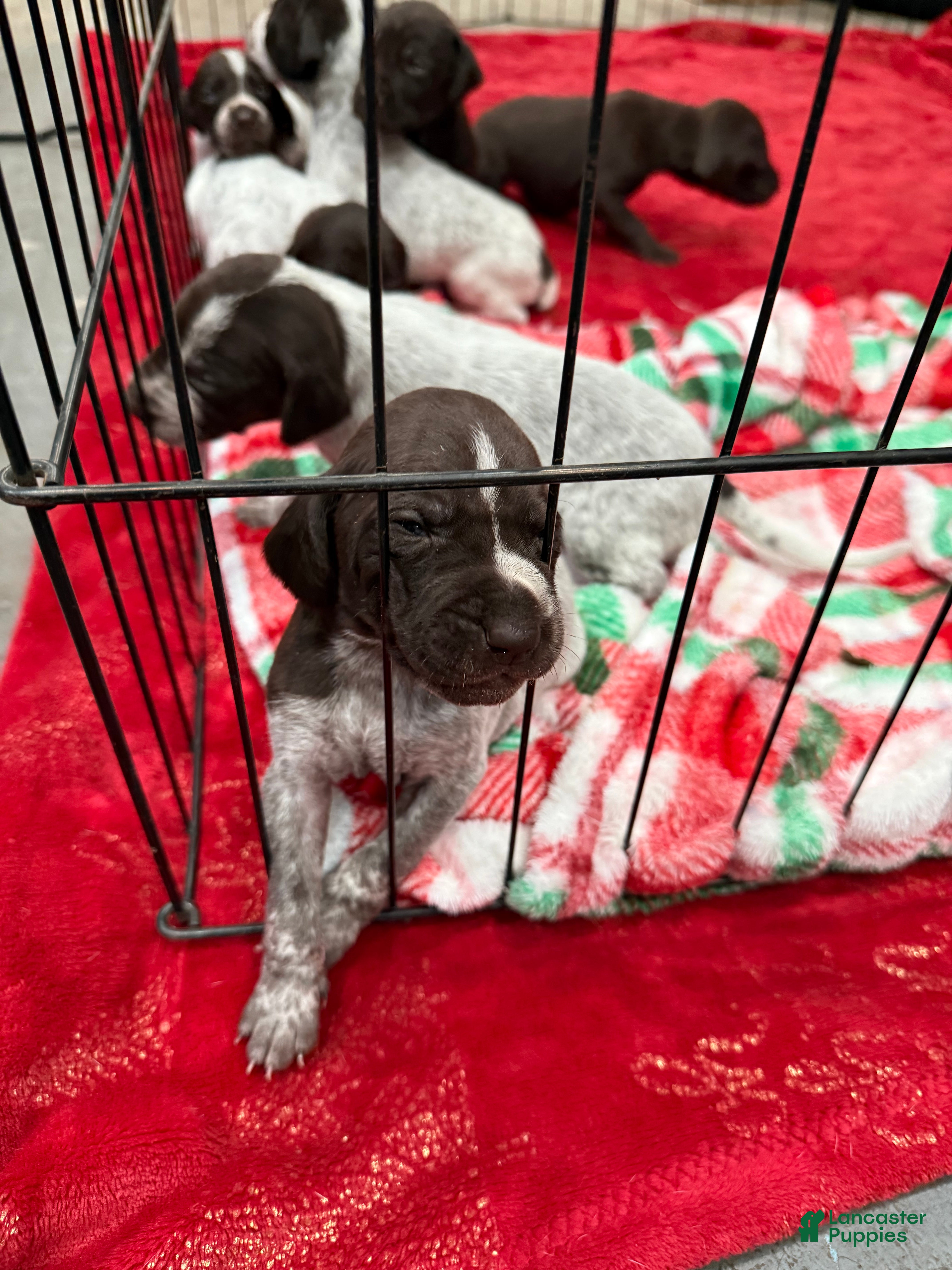 German Shorthaired Pointer dogs German Shorthaired Pointer Puppy 7 - Ad 8