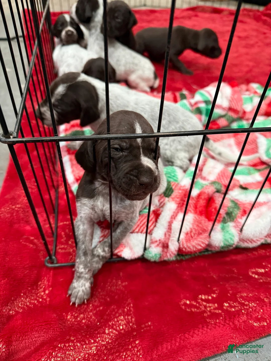 German Shorthaired Pointer dogs for sale: German Shorthaired Pointer Puppy 7 - Ad 1