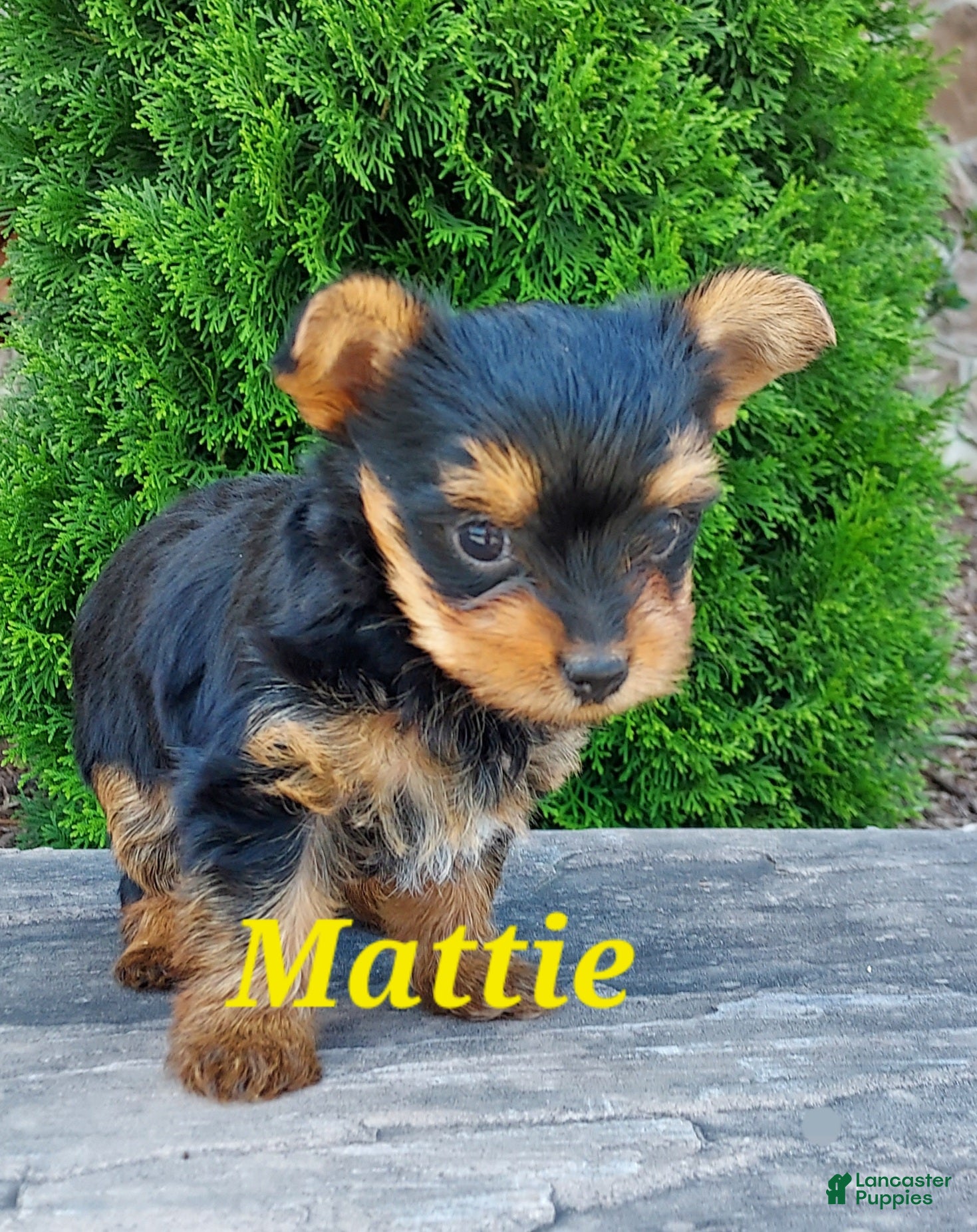 Yorkshire Terrier dogs Mattie - Ad 2