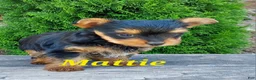 Yorkshire Terrier dogs for sale: Mattie - Ad 2