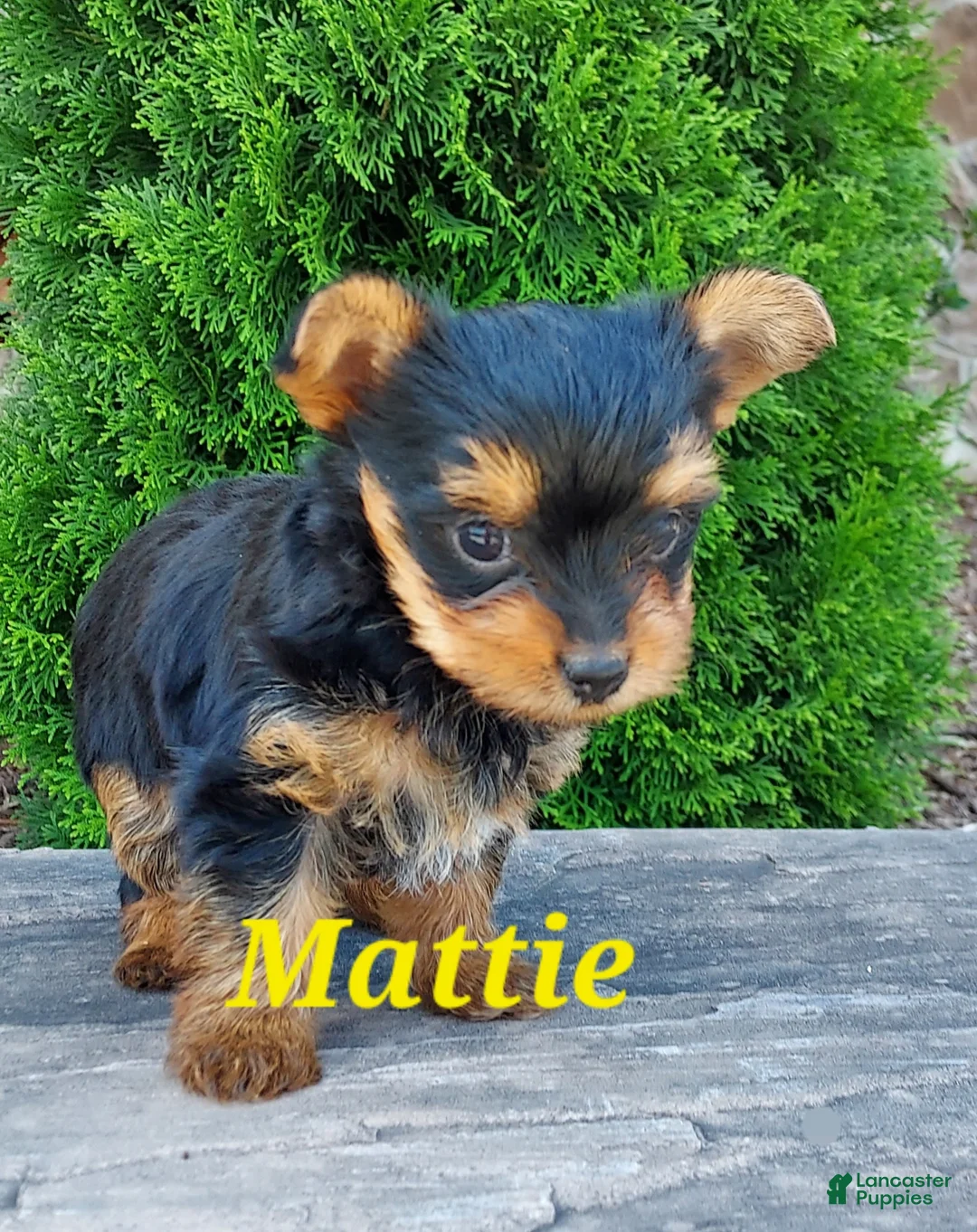Yorkshire Terrier dogs for sale: Mattie - Ad 2