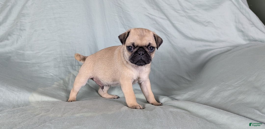 Pug dogs for sale: Beau - Ad 4