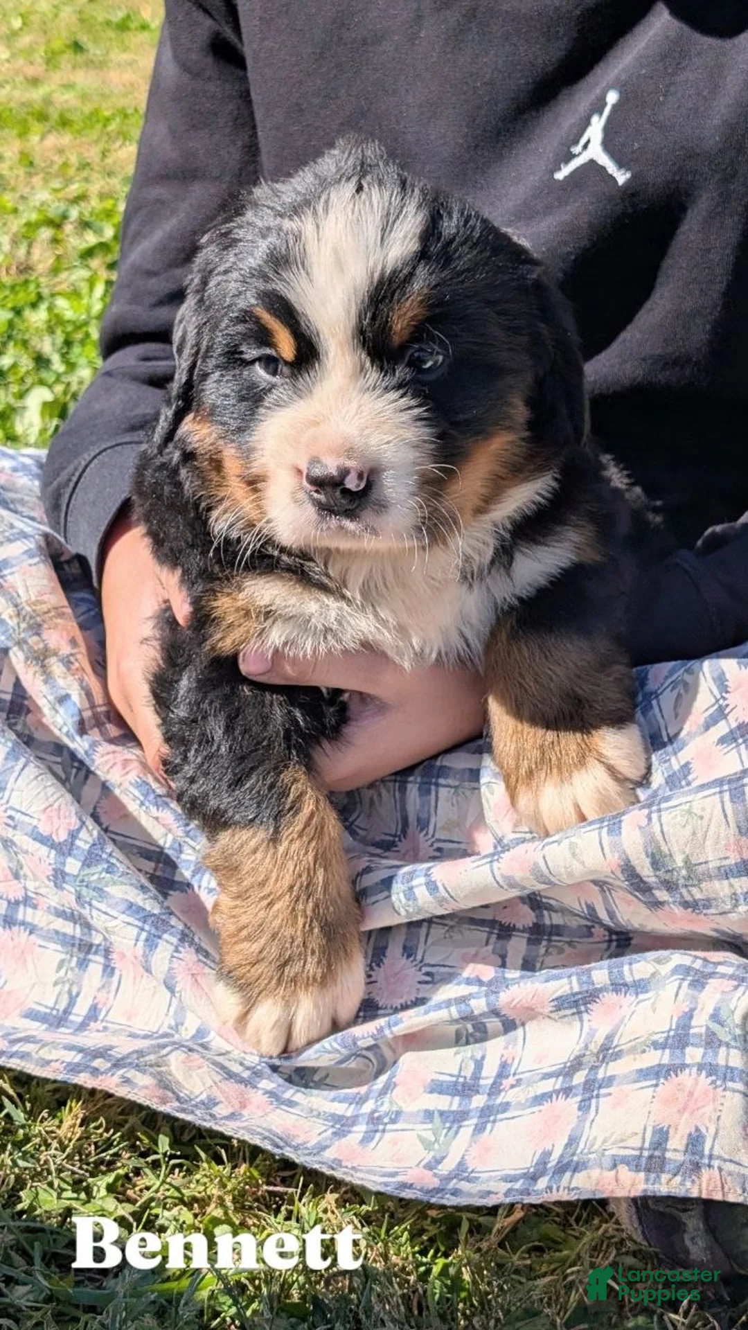 Bernese Mountain Dog dogs for sale: Bennett - Ad 1