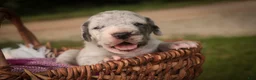 Great Dane dogs for sale: Beulah Great Dane  - Ad 10