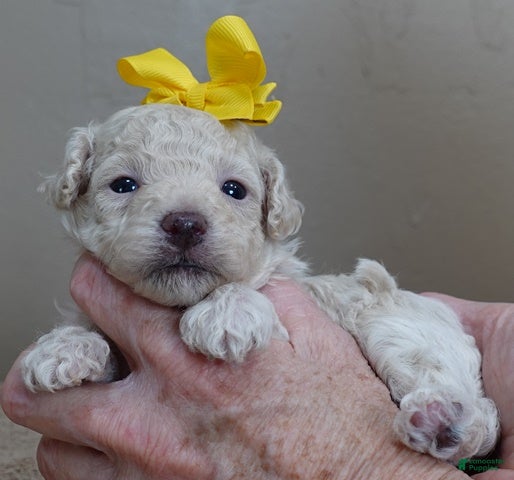 Toy Poodle dogs Ramses - Ad 23