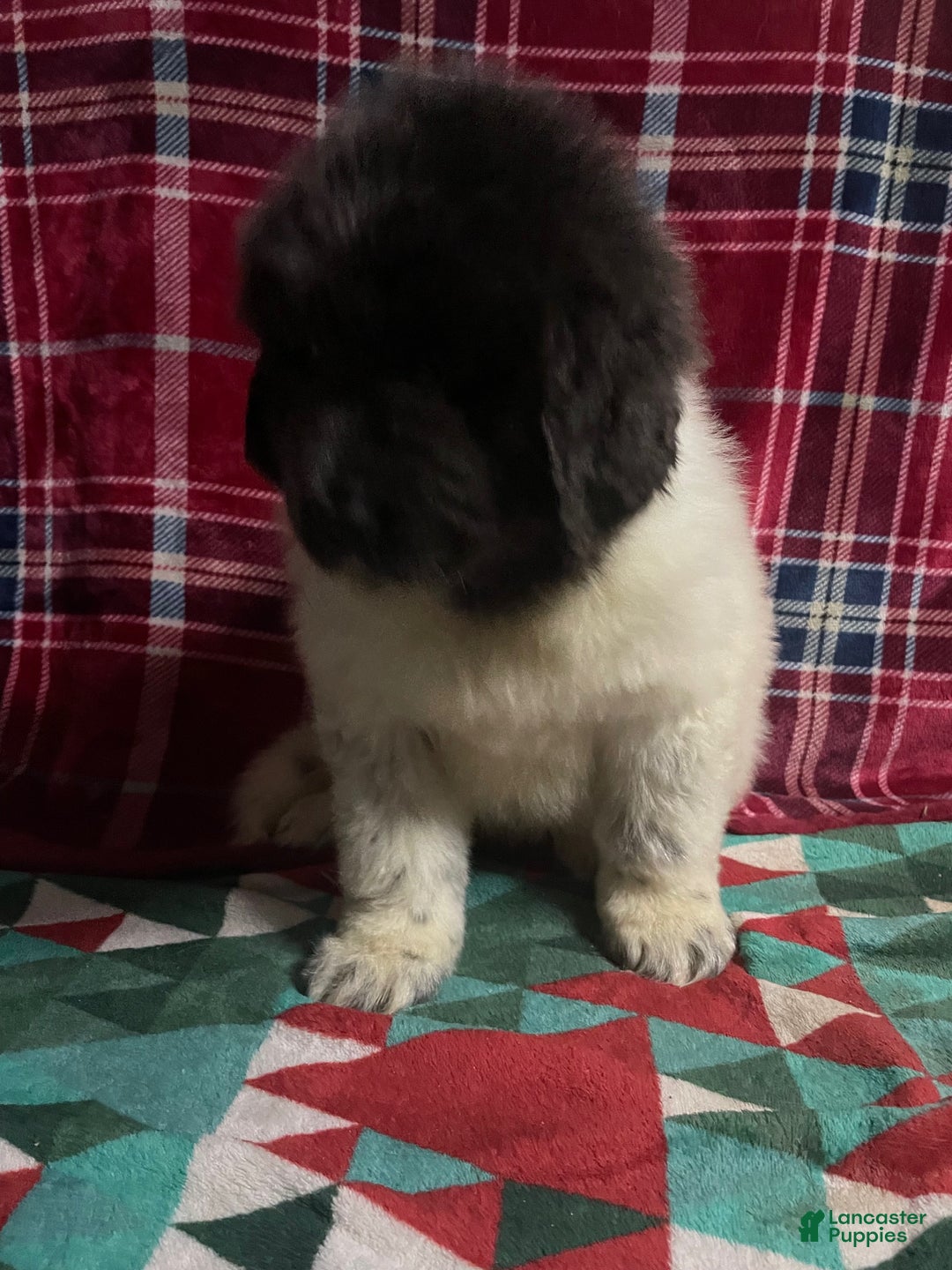 Newfoundland dogs for sale: Newfoundland Puppy 3 - Ad 3