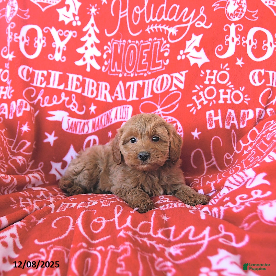 Mini Goldendoodle dogs for sale: Holly - Ad 3