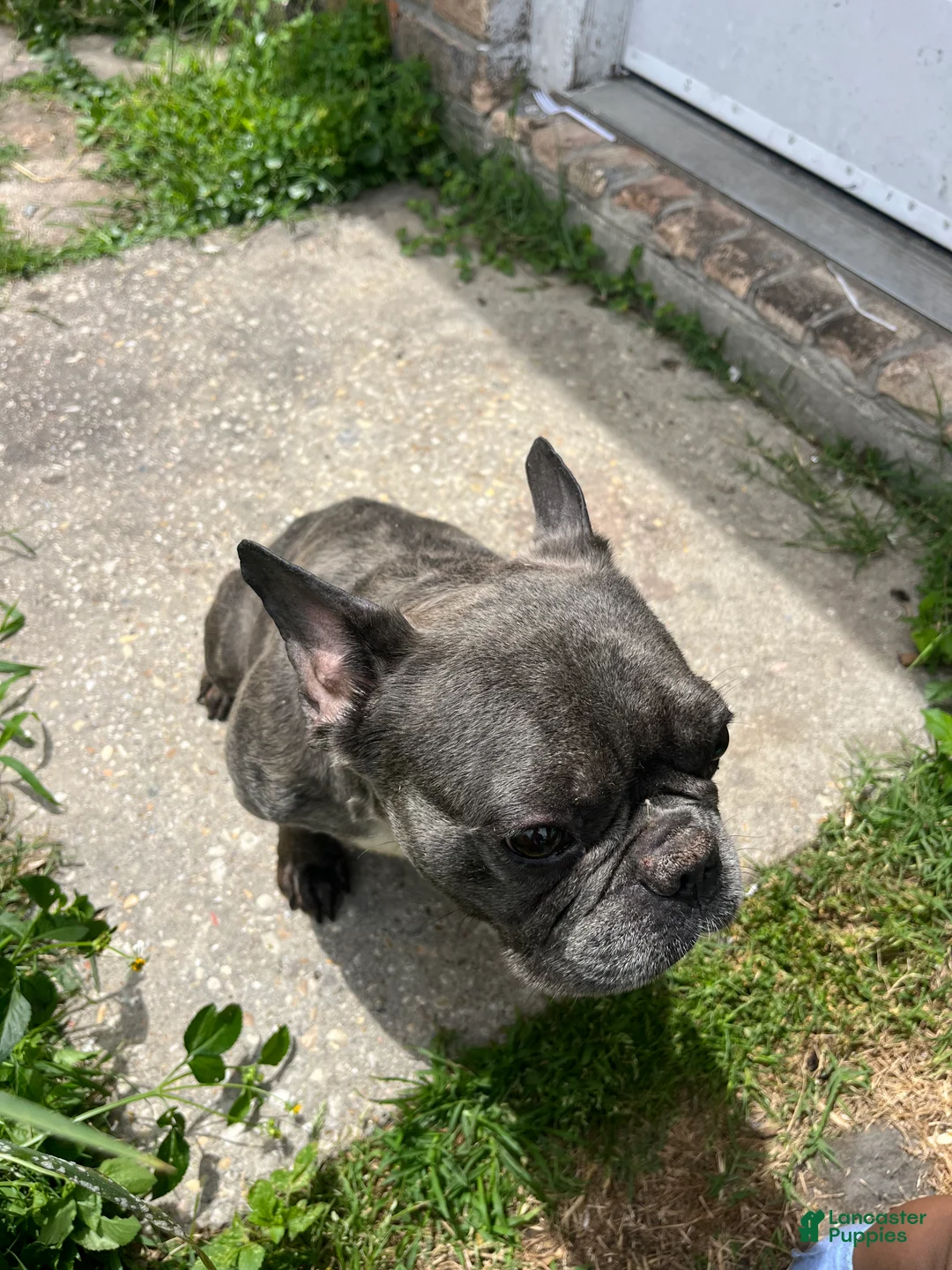 French Bulldog dogs for sale: French Bulldog Puppy 1 - Ad 6