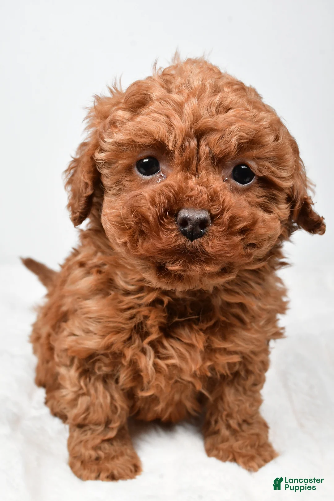 Cavapoo dogs for sale: Rebecca - Ad 8