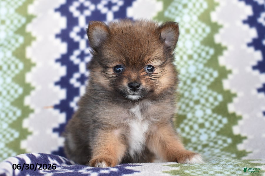 Pomeranian dogs for sale: Taylor - Ad 2