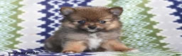 Pomeranian dogs for sale: Taylor - Ad 1