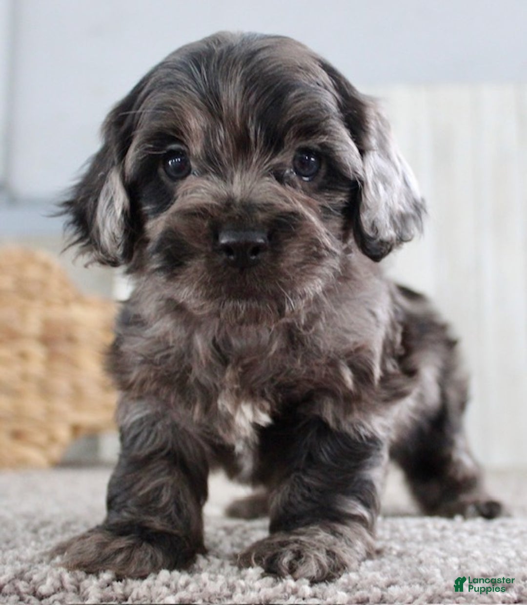 Cockapoo dogs for sale: Cain - Ad 2