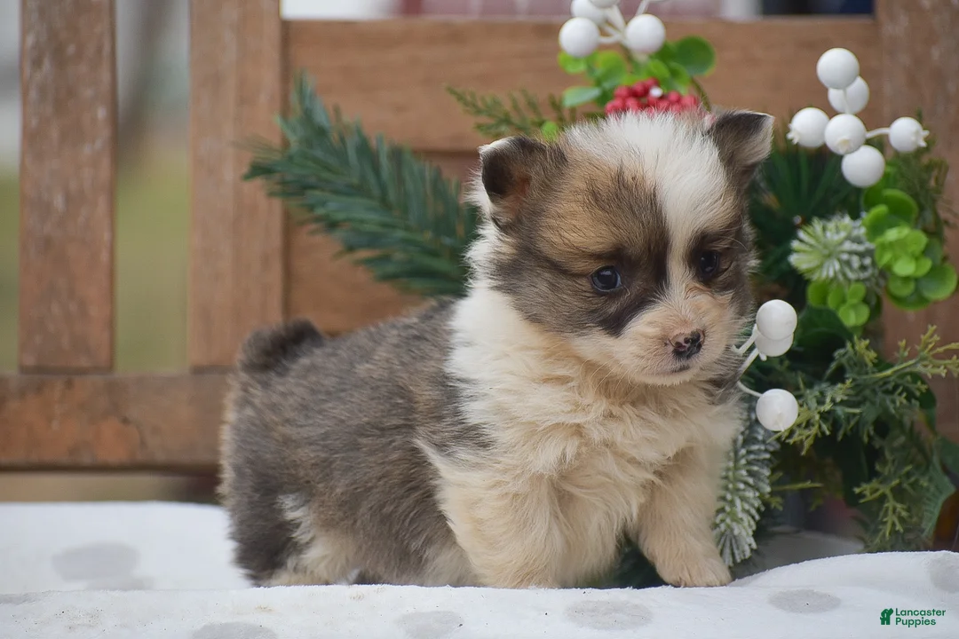 Welsh Corgi Pembroke dogs for sale: Moonbeam - Ad 3