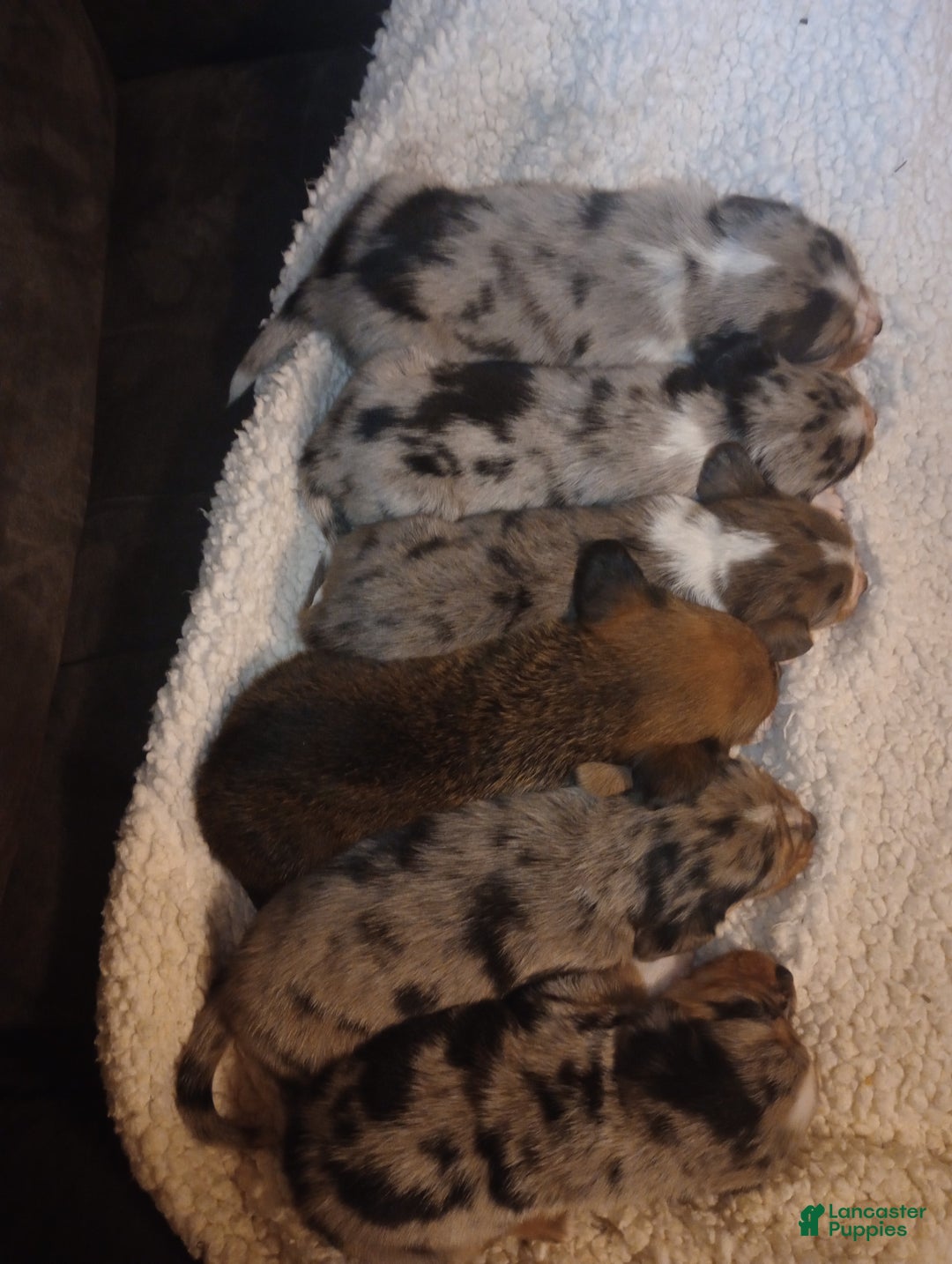 Mixed Breed dogs for sale: Abriana - Ad 4