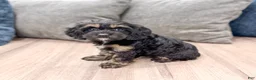 Cockapoo dogs for sale: Millie - Ad 4