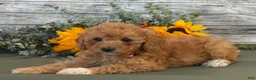 Cavapoo dogs for sale: Erin - Ad 4