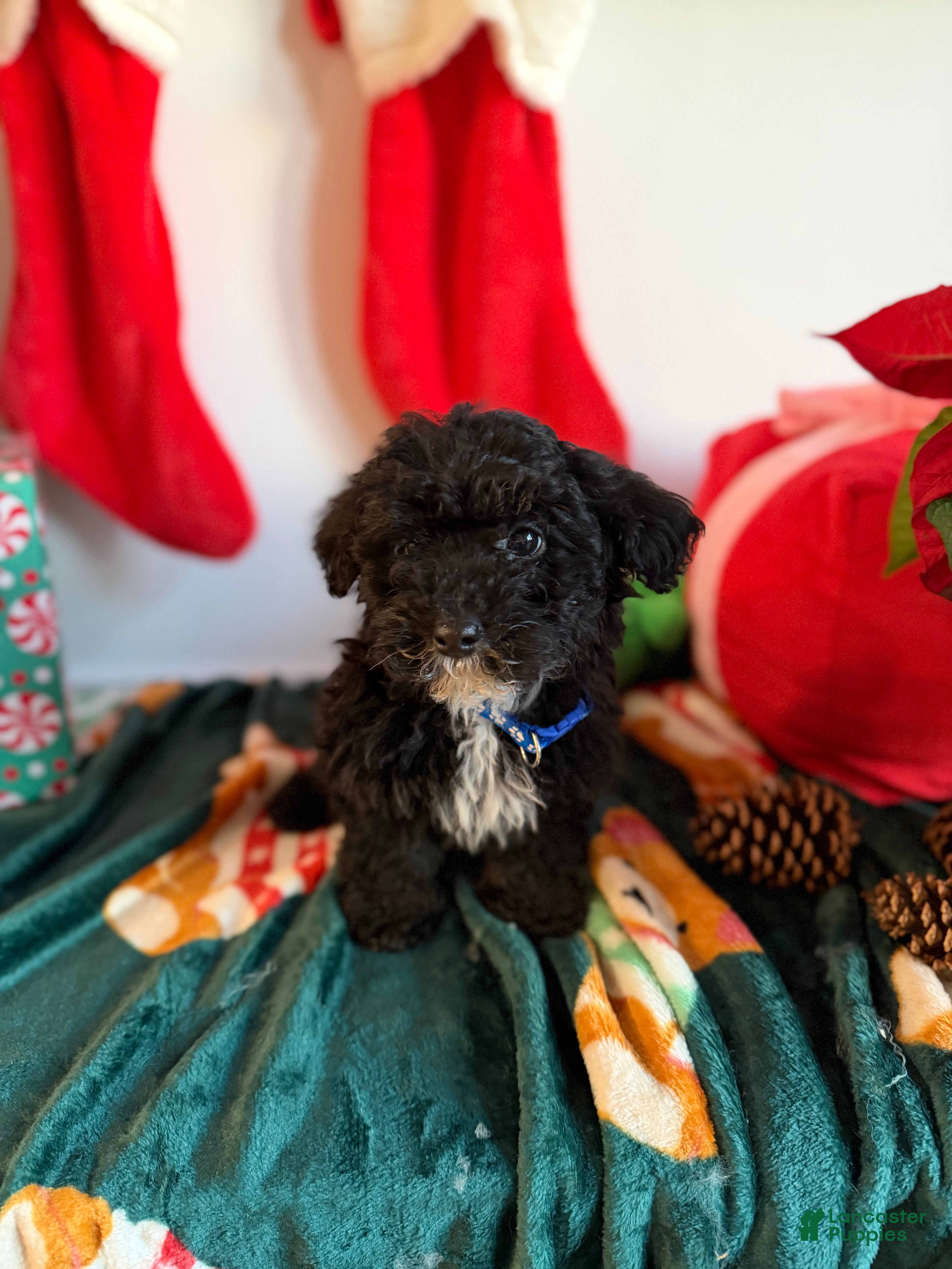 Toy Poodle dogs Billy - Ad 30