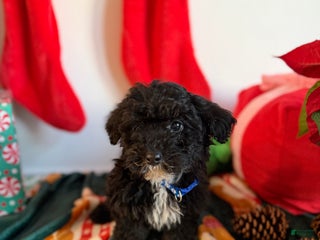 Toy Poodle dogs Billy - Ad 30