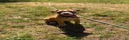 American Bulldog dogs for sale: Minnie - Ad 3