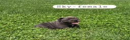 Olde English Bulldogge dogs for sale: Sky - Ad 3