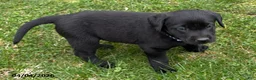 Labrador Retriever dogs for sale: Gypsy - Ad 2