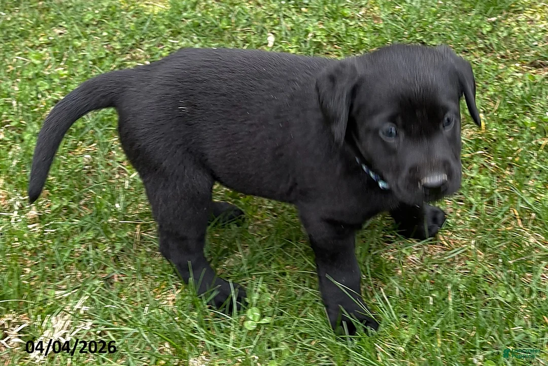 Labrador Retriever dogs for sale: Gypsy - Ad 2