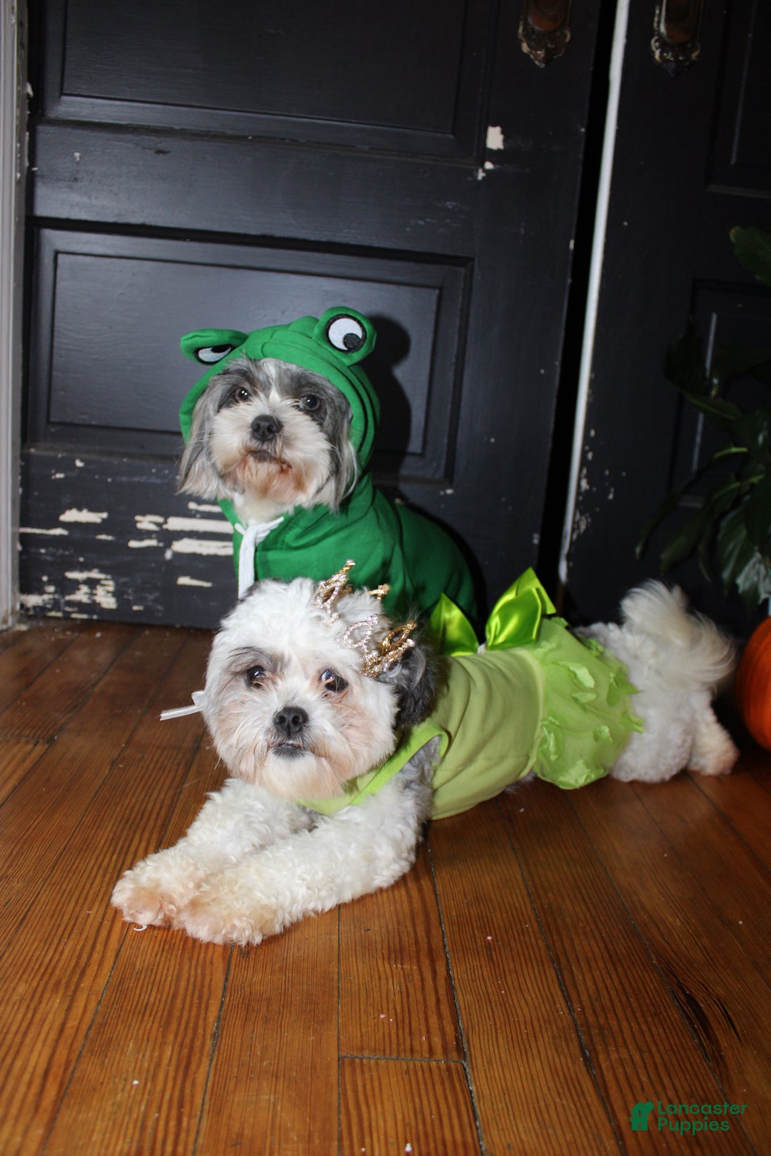 Shihpoo dogs for sale: Shihpoo Puppy 2 - Ad 5