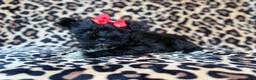 Miniature Schnauzer dogs for sale: Zelda - Ad 6