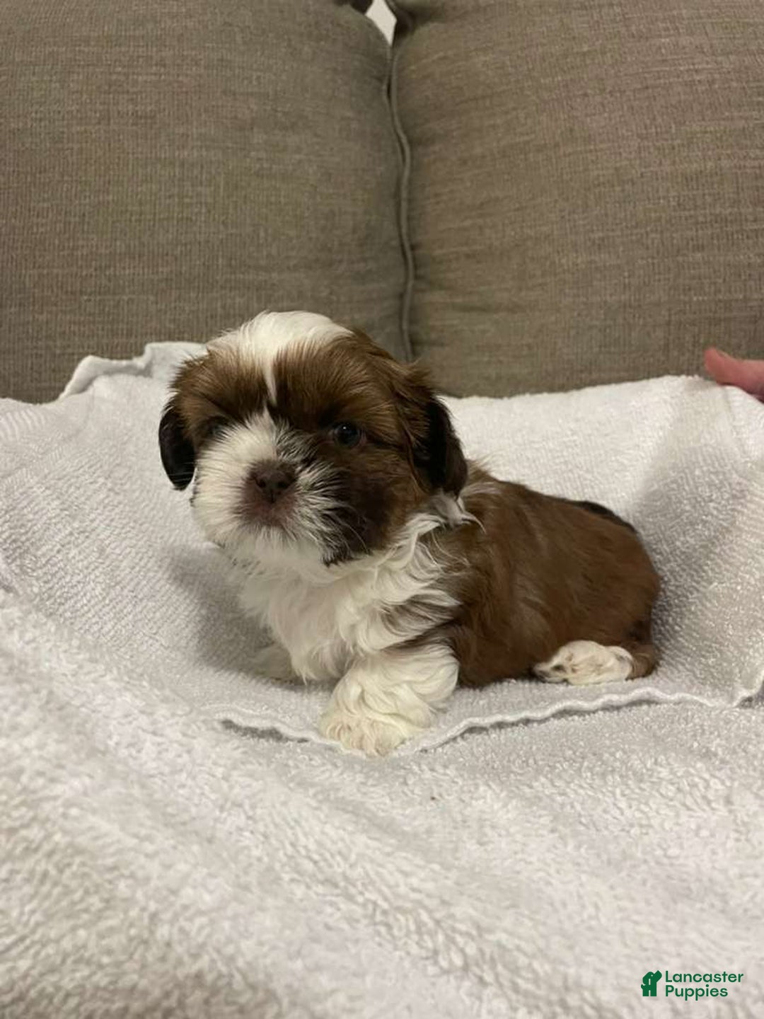 Shih Tzu dogs for sale: Ace - Ad 1