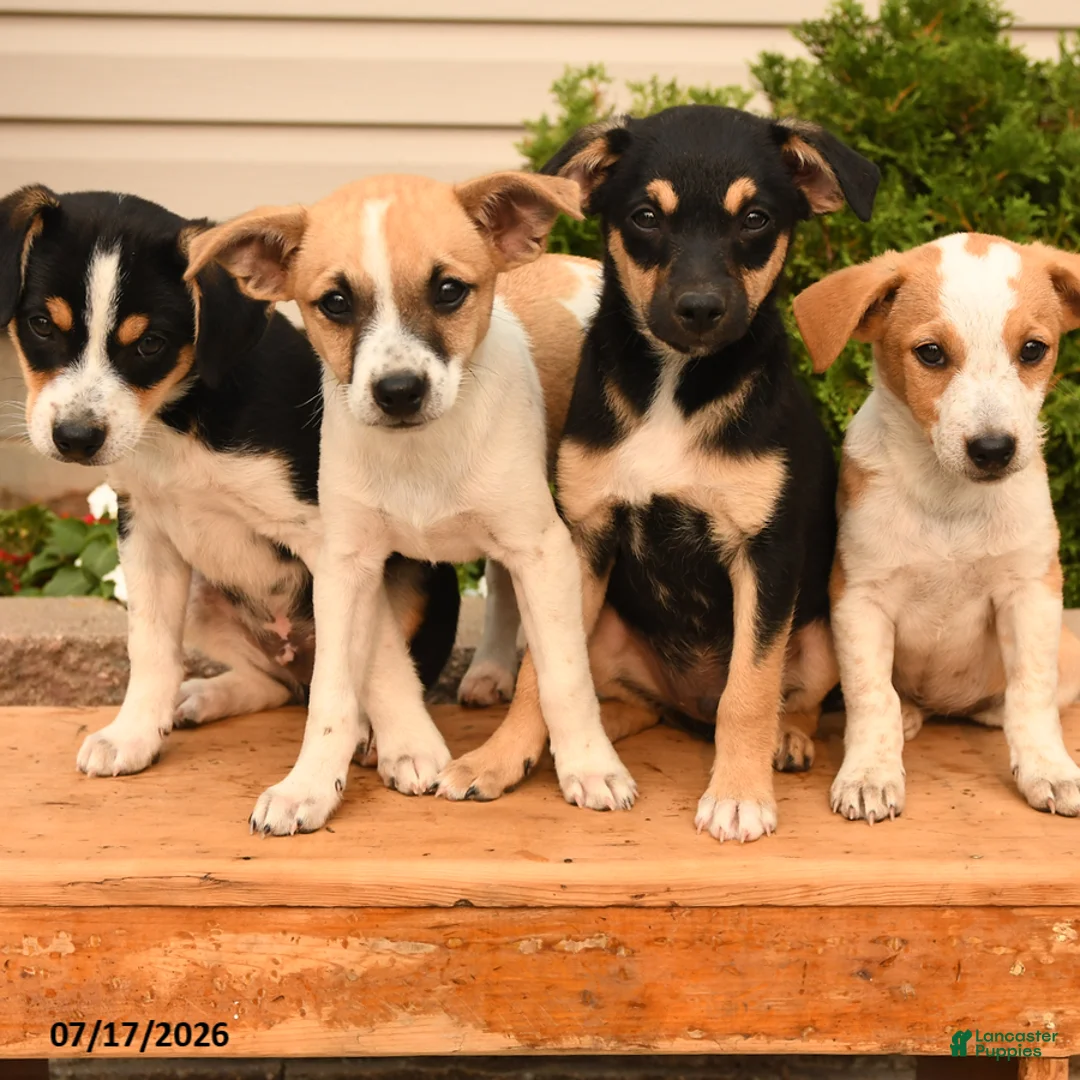 Teddy Roosevelt Terrier dogs for sale: Jack  - Ad 2