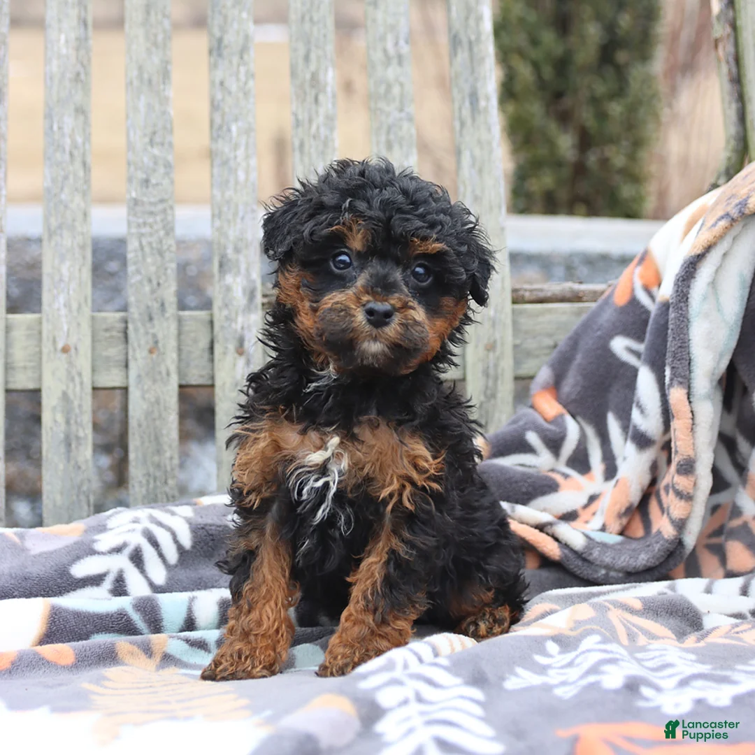 Miniature Poodle dogs for sale: Cocoa - Ad 1
