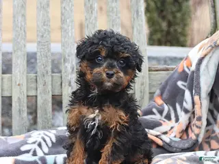 Miniature Poodle dogs for sale: Cocoa - Ad 1
