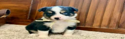 Miniature Australian Shepherd dogs for sale: Mal - Ad 3