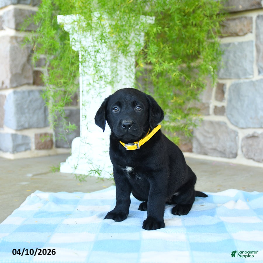 Labrador Retriever dogs Banana - Ad 2