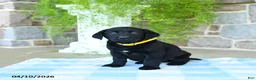 Labrador Retriever dogs for sale: Banana - Ad 2