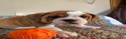 Beabull dogs for sale: Lilly - Ad 2