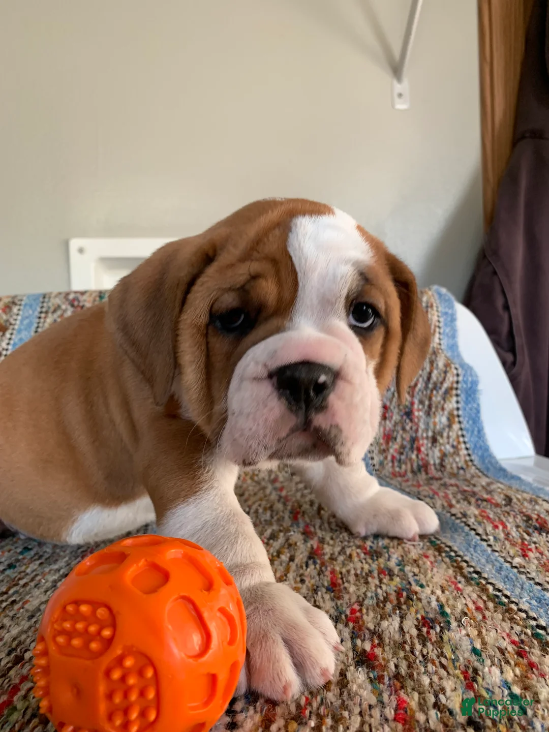 Beabull dogs for sale: Lilly - Ad 2