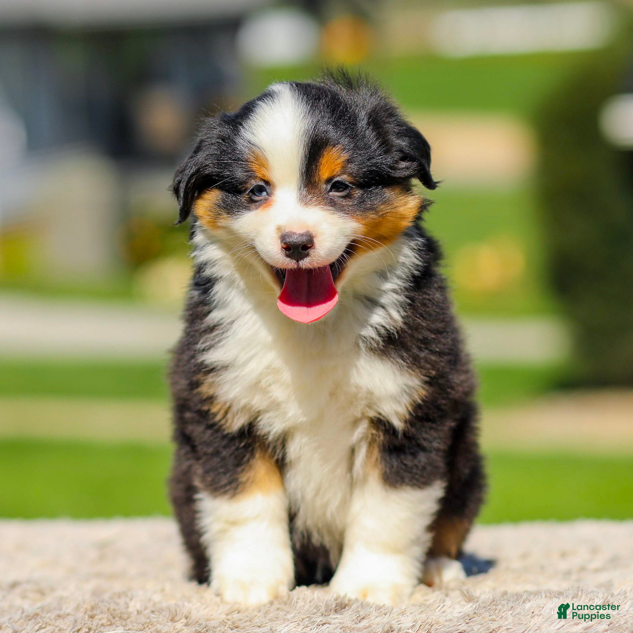 Miniature Australian Shepherd dogs Isaac - Ad 2