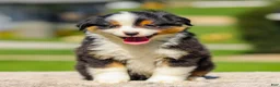 Miniature Australian Shepherd dogs for sale: Isaac - Ad 2
