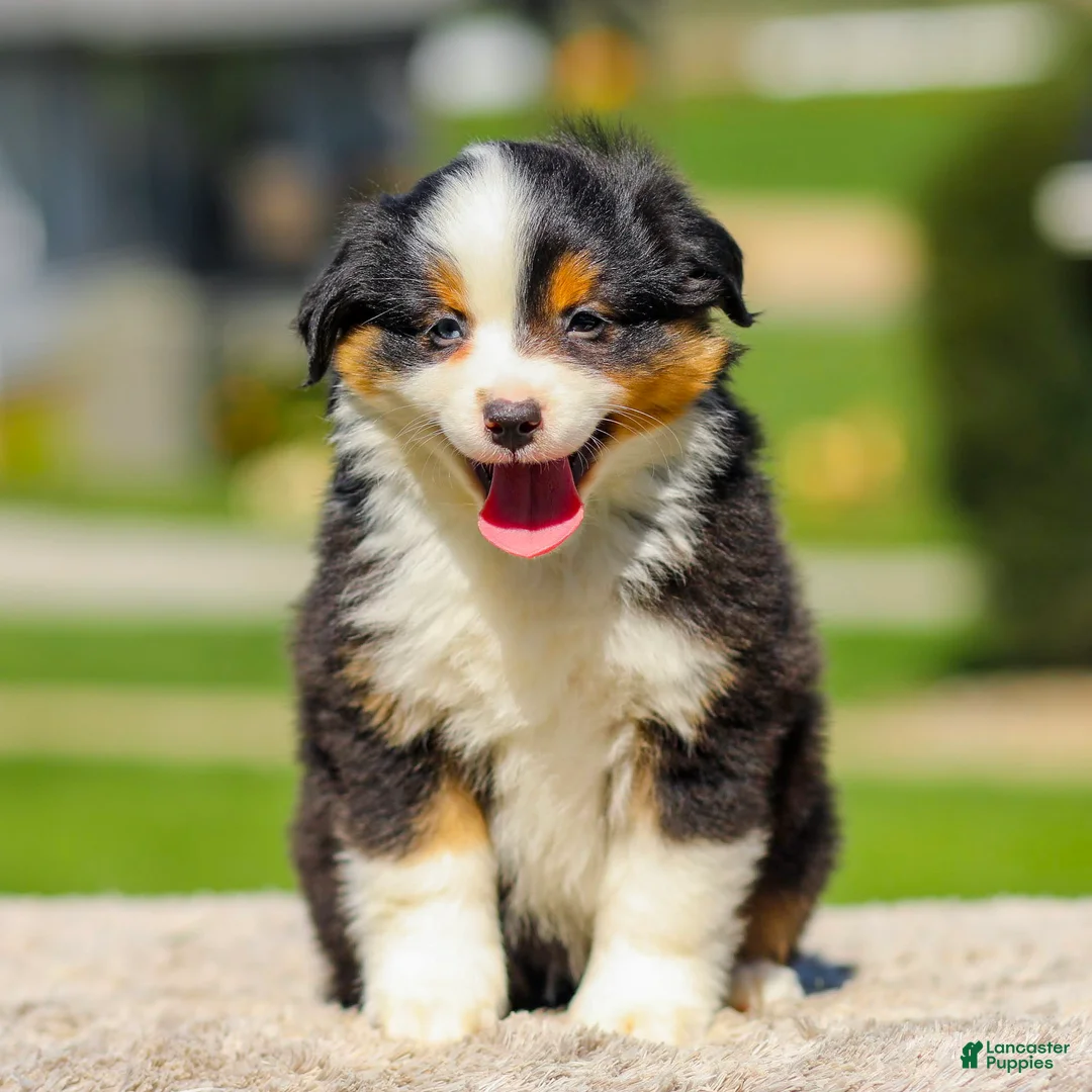 Miniature Australian Shepherd dogs for sale: Isaac - Ad 2