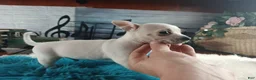 Chihuahua dogs for sale: Haleys white boy. Hand Delivery  - Ad 2