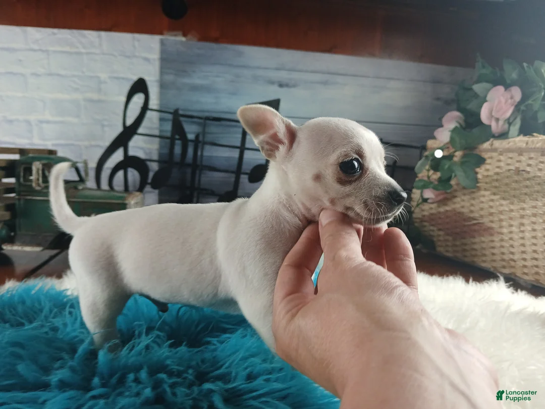 Chihuahua dogs for sale: Haleys white boy. Hand Delivery  - Ad 2