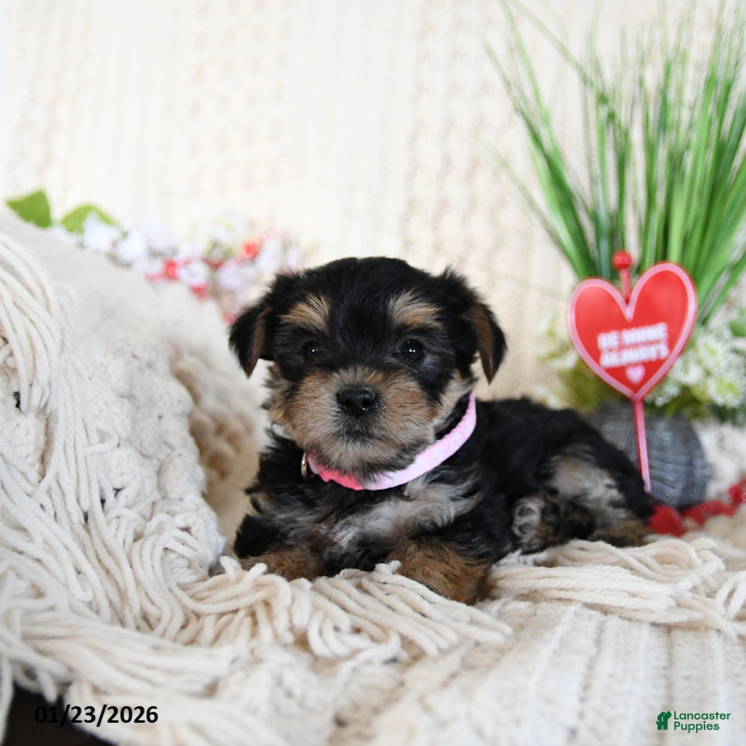 Yorkshire Terrier dogs for sale: Lilly - Ad 2