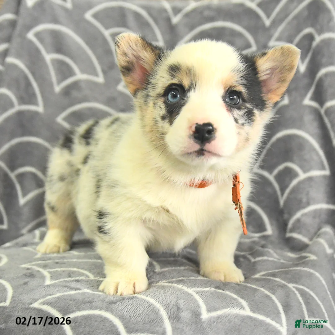 Welsh Corgi Pembroke dogs for sale: Kennedy - Ad 2