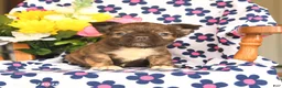 French Bulldog dogs for sale: Milky Way - Ad 3