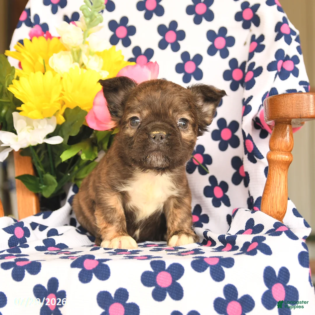 French Bulldog dogs for sale: Milky Way - Ad 3