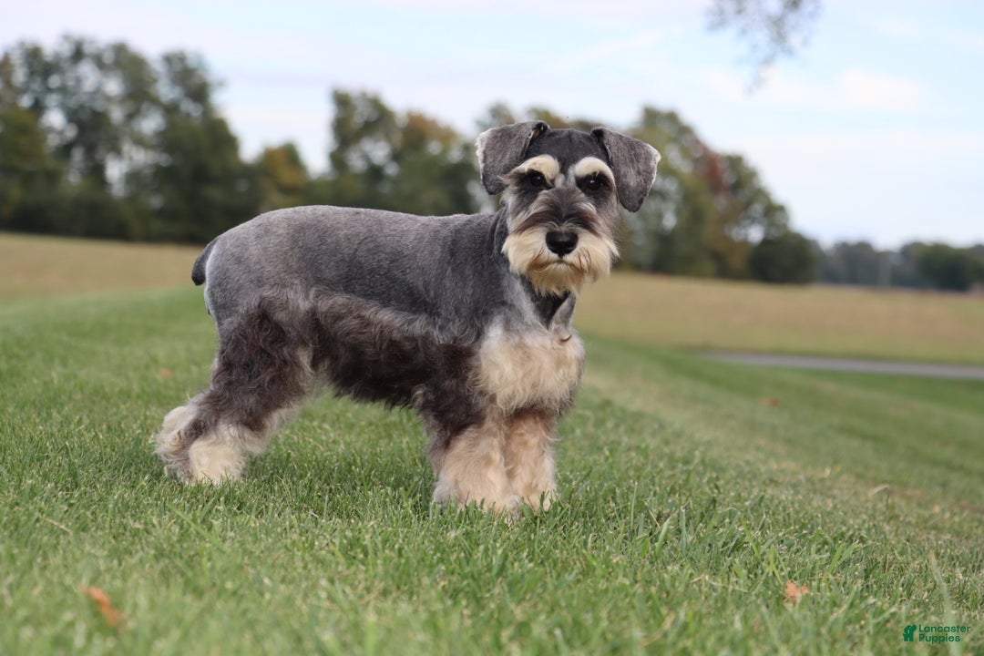 Miniature Schnauzer dogs for sale: Anna - Ad 5