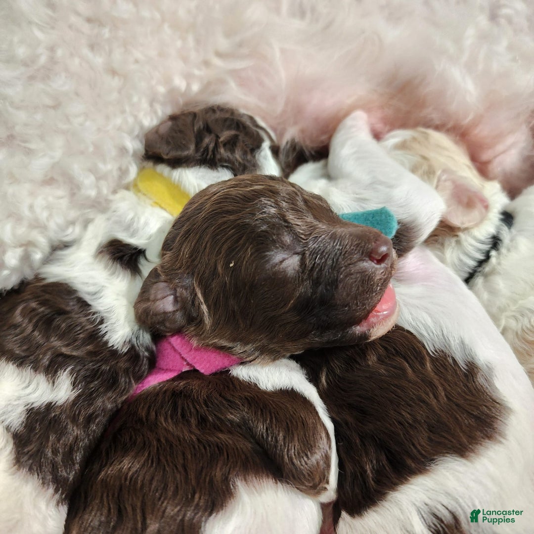 Gallery Image {{count}}