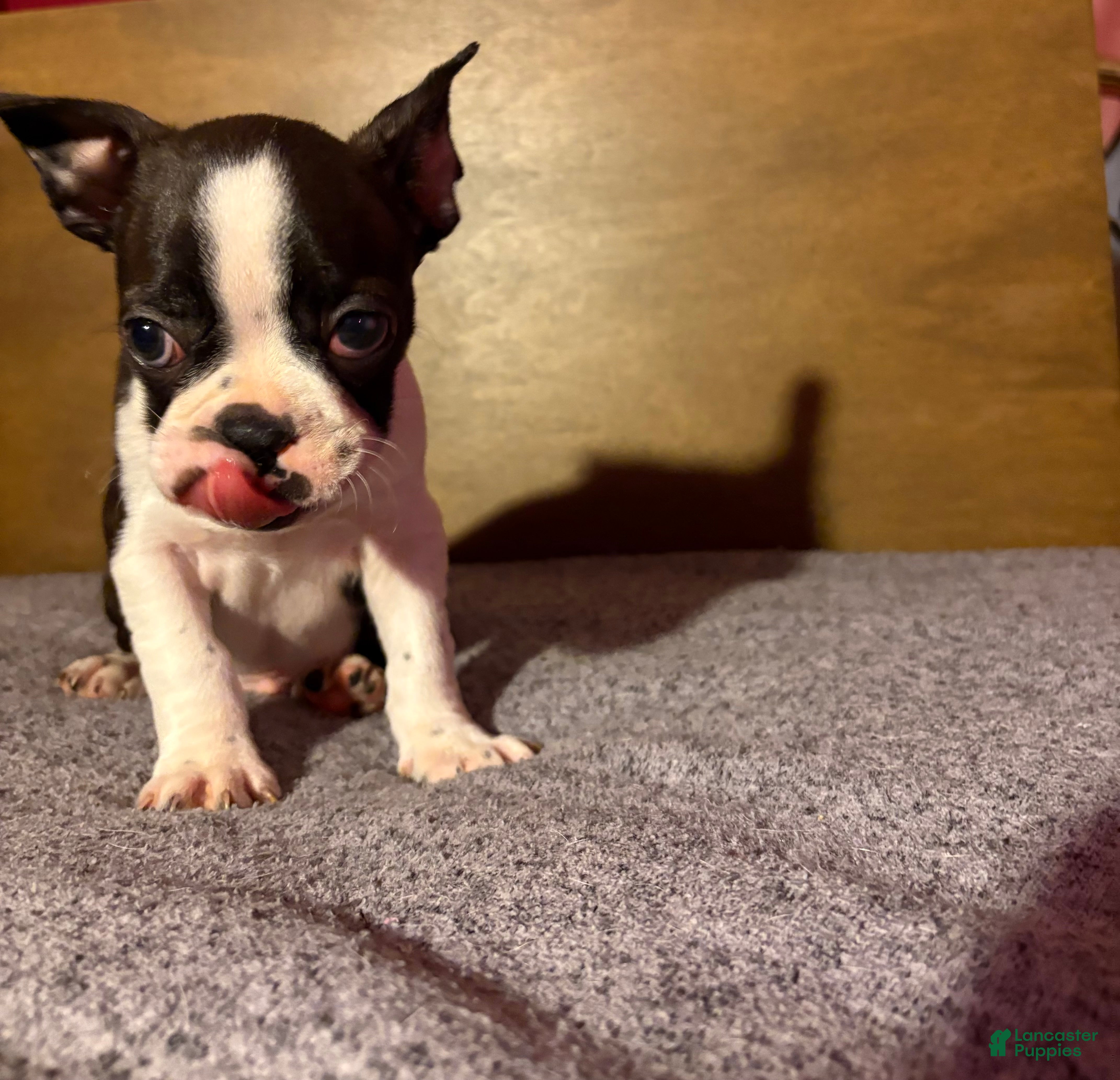 Boston Terrier dogs Pete - Ad 4