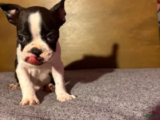 Boston Terrier dogs Pete - Ad 32